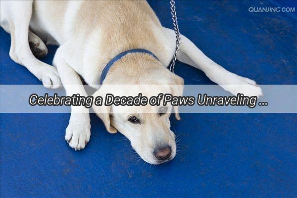 Celebrating a Decade of Paws Unraveling the Timeless Tale of a 10YearOld Canine